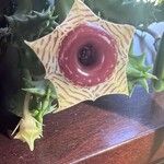 Huernia zebrina പുഷ്പം