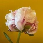Paeonia lactiflora Кветка