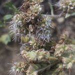 Phacelia heterophylla Flower