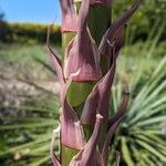 Hesperoyucca whipplei Rusca