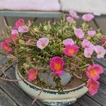 Portulaca umbraticolaFlower