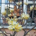 Edgeworthia chrysantha Цвят