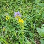 Melampyrum nemorosumFlower