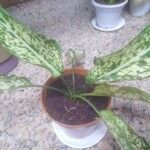 Aglaonema costatum Blatt