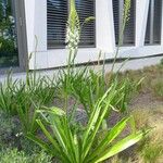 Eremurus robustus Plante entière