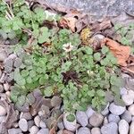 Cardamine hirsuta Habitus