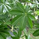 Adansonia za Blatt