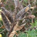 Lupinus arboreus Fruit