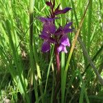 Dactylorhiza traunsteineri Kwiat