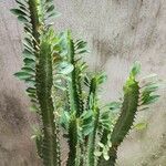 Euphorbia trigona Yaprak