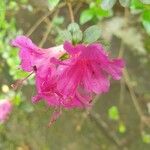 Rhododendron ferrugineum Blüte