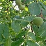 Juglans regia Листок