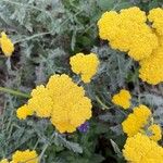 Achillea filipendulinaFlower