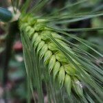 Hordeum vulgare ഫലം