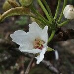 Pyrus calleryana Flower