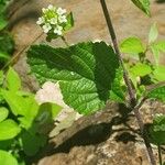 Lippia javanica Fuelha