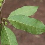 Pleiocarpa pycnantha Leaf