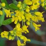 Alyssum bertolonii പുഷ്പം