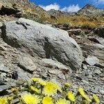 Hieracium berardianum Λουλούδι