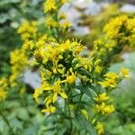 Solidago virgaureaFlor