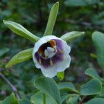 Codonopsis clematidea Flower