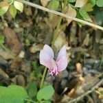 Cyclamen hederifolium Flower