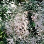 Epilobium angustifolium Frugt