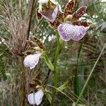 Zygopetalum maculatum Квітка