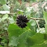 Abutilon indicum Plod