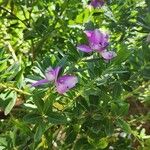 Polygala myrtifoliaFlower