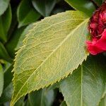 Camellia sasanqua Lehti