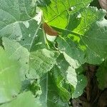 Crambe cordifolia Fuelha