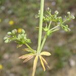 Galium parisiense Schors