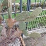 Opuntia scheeri Blad