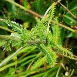 Achillea roseo-alba برگ