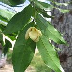 Uvaria pandensis Flower