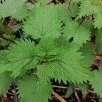 Urtica dioica Leaf