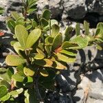 Arctostaphylos uva-ursi পাতা