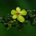 Verbascum pulverulentum Flower