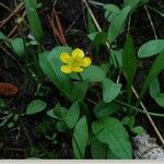 Ranunculus alismifolius Habit