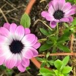 Dimorphotheca jucunda Çiçek