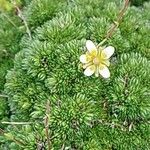 Saxifraga bryoides Feuille