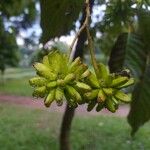 Camptotheca acuminata Blüte