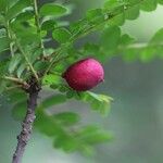 Haplocoelum foliolosum Fruit
