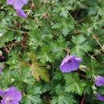 Geranium platypetalum Квітка