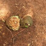 Parinari excelsa Fruto
