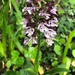 Orchis purpurea Цвят