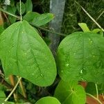 Passiflora pardifolia Leaf