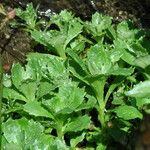 Saxifraga stellaris Leaf