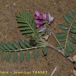 Astragalus longidentatus Otro